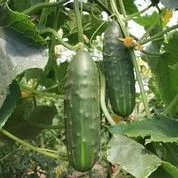 Gurke Marketmore Bio