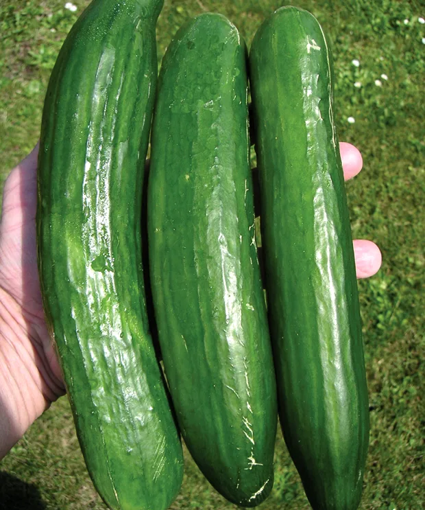 Gurke Mertus F1
