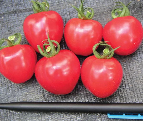 Herzkirsch Tomate Gardenberry F1 (Erdbeertomate)