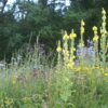 Hummel Bommel Schmetterlings-/ Wildbienensaum