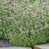 Hummel Bommel Thymian Deutscher Winter