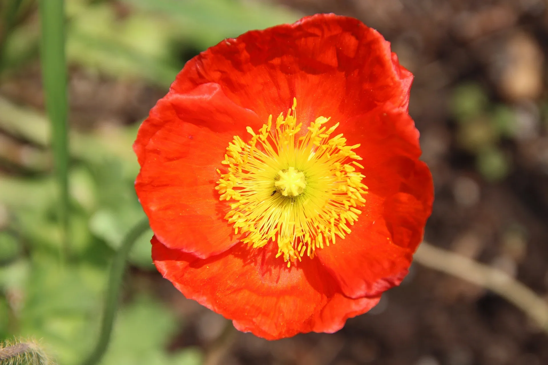 Islandmohn