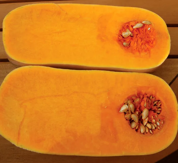 Kürbis Orange Butternut