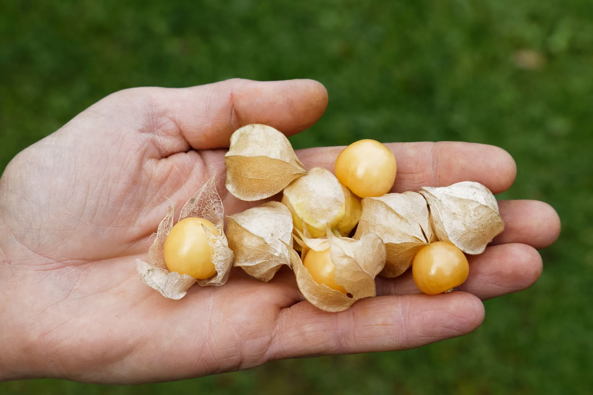 Kapstachelbeere Physalis dulceria Bio Demeter