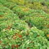 Kapuzinerkressesamen Jewel Mix Bio
