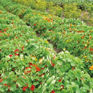 Kapuzinerkressesamen Jewel Mix Bio