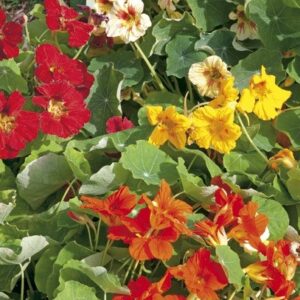 Kapuzinerkressesamen Jewel Mix halbhoch