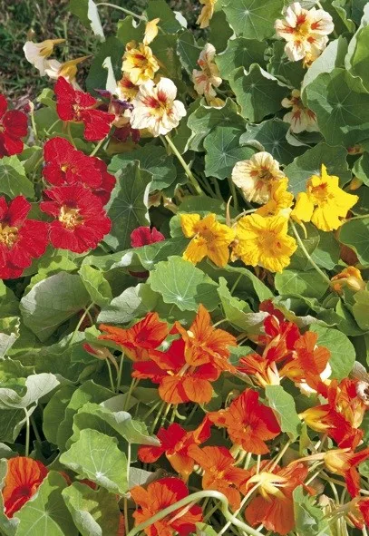 Kapuzinerkressesamen Jewel Mix halbhoch