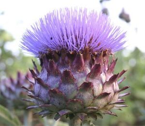 Kardonesamen Cardy Bio