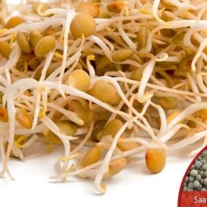 Keimsprossen Linsen Bio