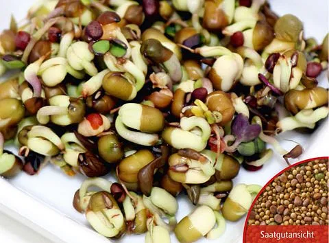 Keimsprossen Pikant-aromatische Mischung Bio