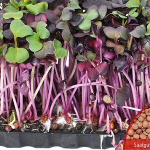 Keimsprossen Radies Bio