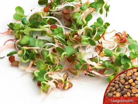 Keimsprossen Rucola Salatrauke Bio