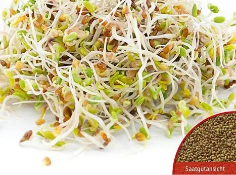 Keimsprossensamen Alfalfa Bio