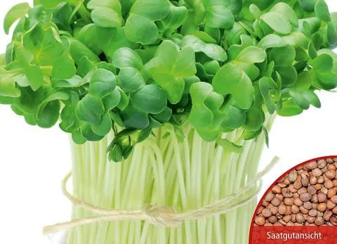 Keimsprossensamen Daikon-Rettich Bio