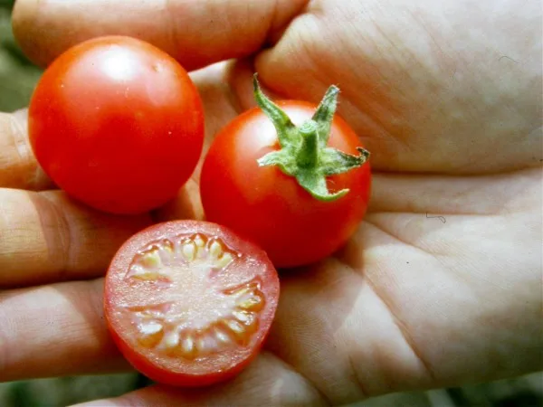 Kirschtomate Cerise Bio Demeter