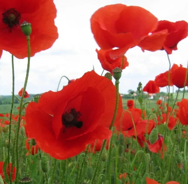 Klatschmohn