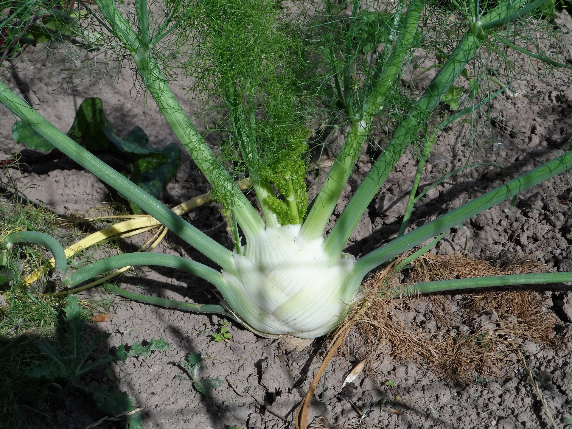 Knollenfenchel Finale