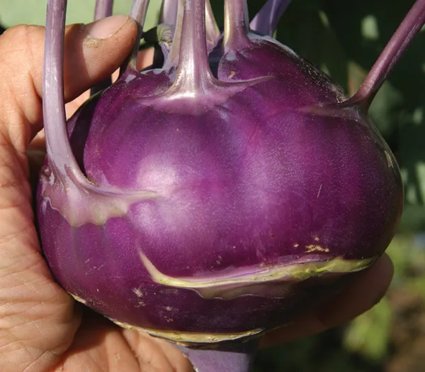 Kohlrabi Azur Star