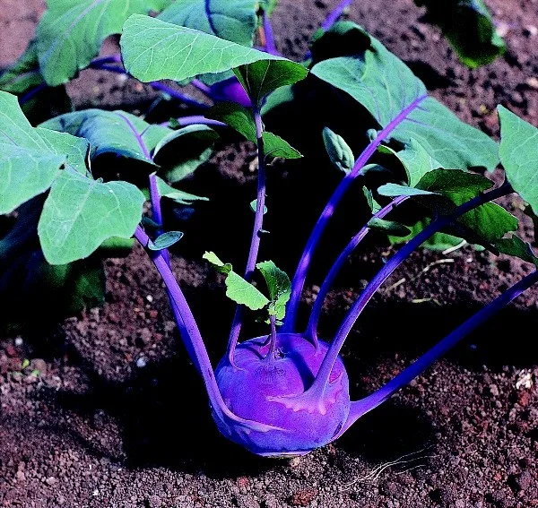Kohlrabi Azurstar
