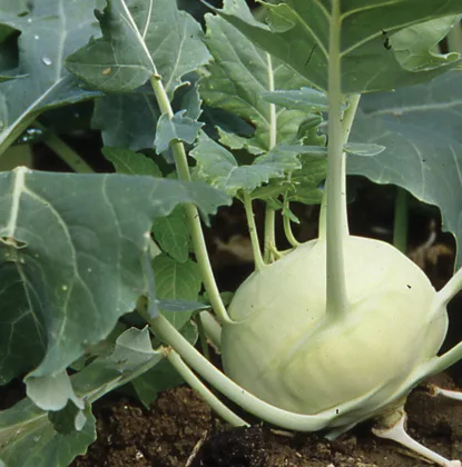 Kohlrabi Noriko