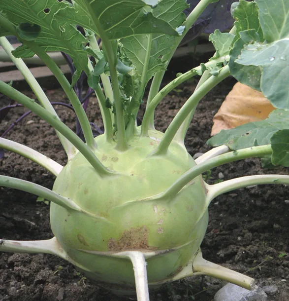 Kohlrabi Superschmelz