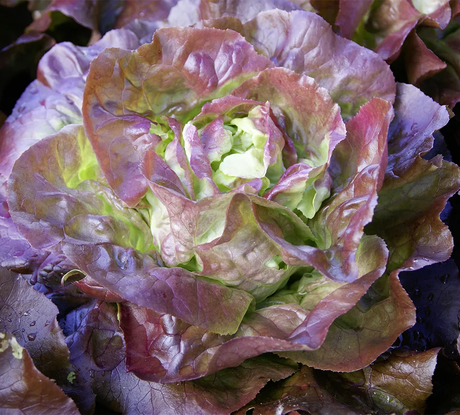 Kopfsalat Jerrican (Saatpillen)