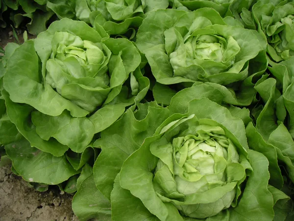 Kopfsalat Jolito (Saatpillen)