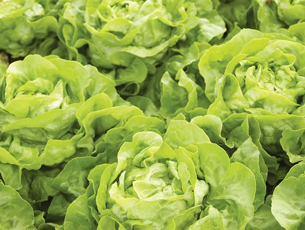 Kopfsalat Analena