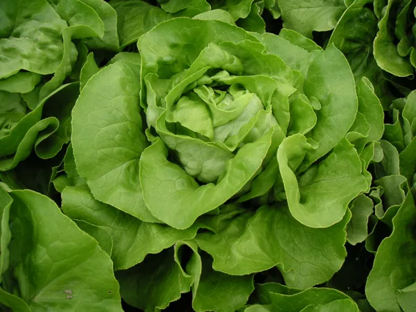 Kopfsalat Pia