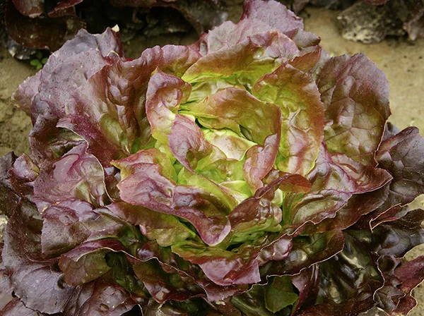 Kopfsalat Sinisa
