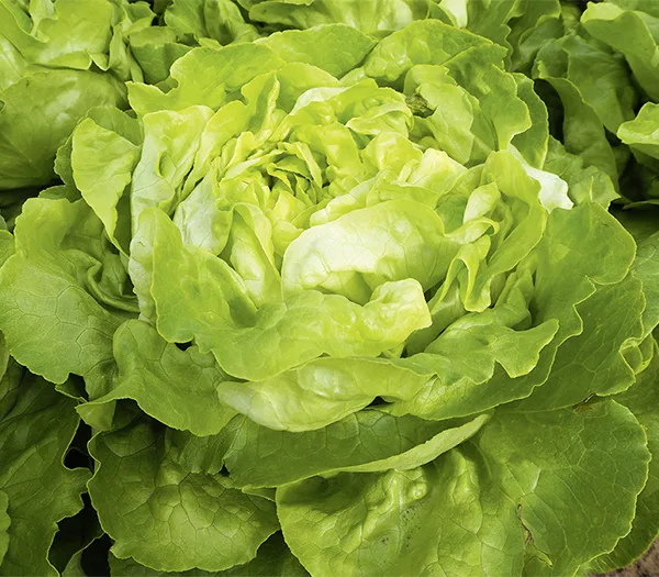 Kopfsalat Sylvesta (Bio Saatgut)