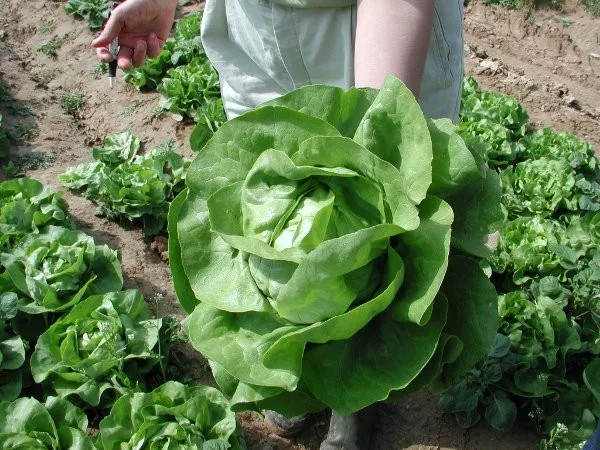 Kopfsalat Sylvesta