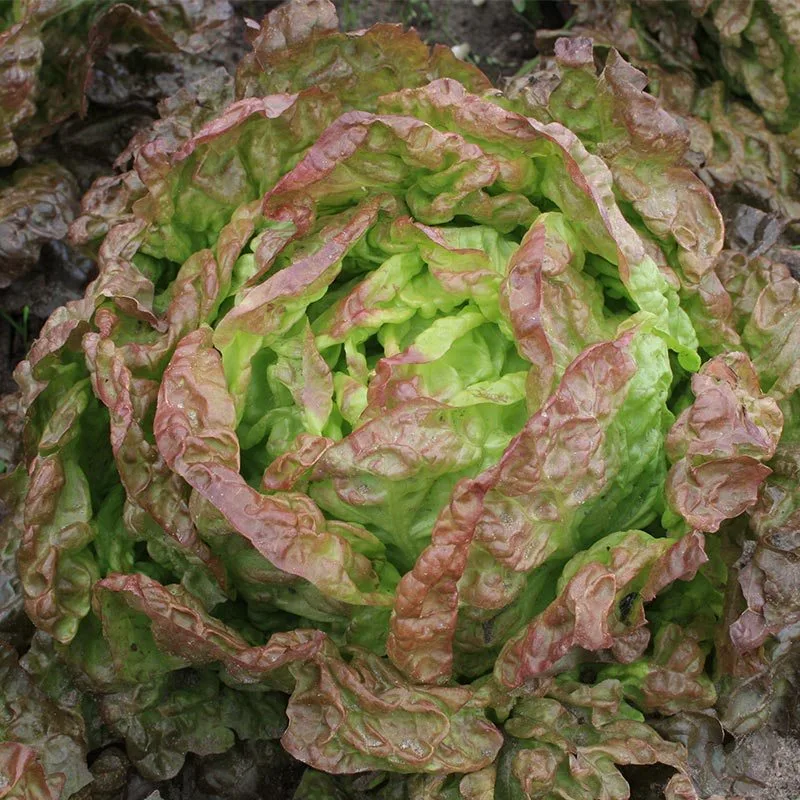 Kopfsalat Wunder der Vier Jahreszeiten Bio