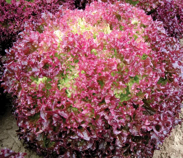 Lollo Rossa Senorita
