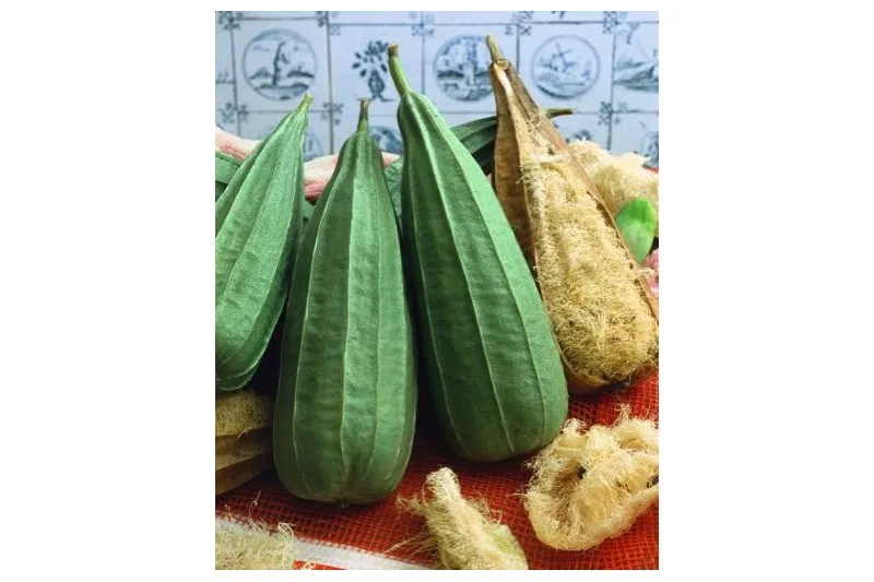 Luffa - Schwammgurke