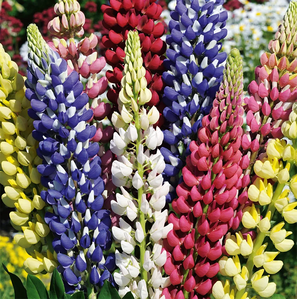 Lupinen Prachtmischung, mehrjährig