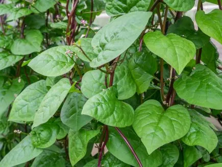 Malabarspinat Bio