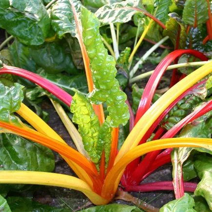 Mangold Five Colours Bio