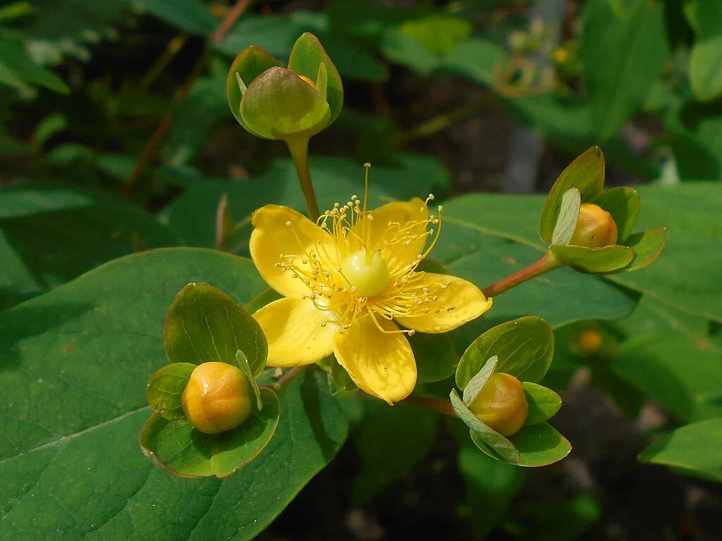 Mannsblut/ Hartheu Hypericum androsaemum