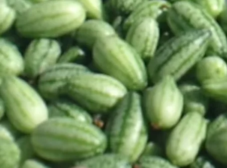 Mexikanische Minigurke Bio