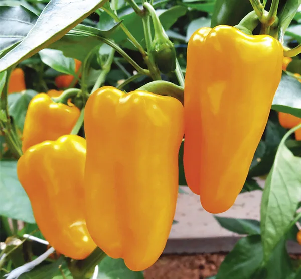 Mini Paprika Flynn F1