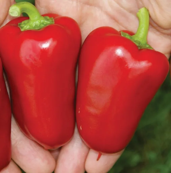 Mini Paprika Kobold F1