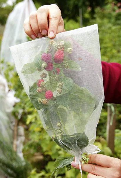 Obstschutz Säckchen, grün (10 Stück)