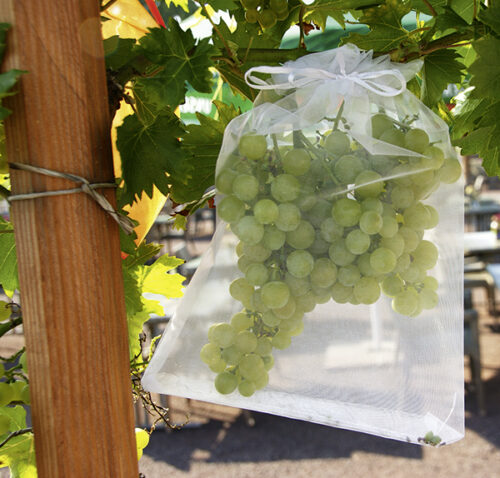 Obstschutz Säckchen, weiß (10 Stück)