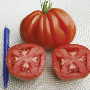 Ochsenherz Tomate Corazon F1
