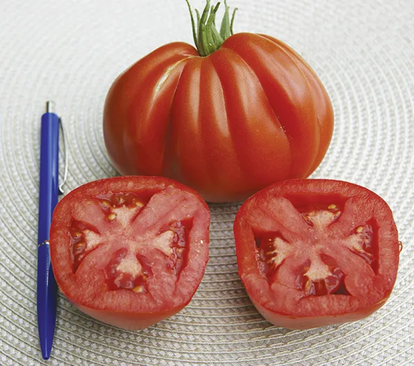 Ochsenherz Tomate Corazon F1
