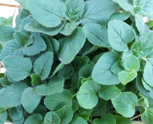 Oregano Kreta