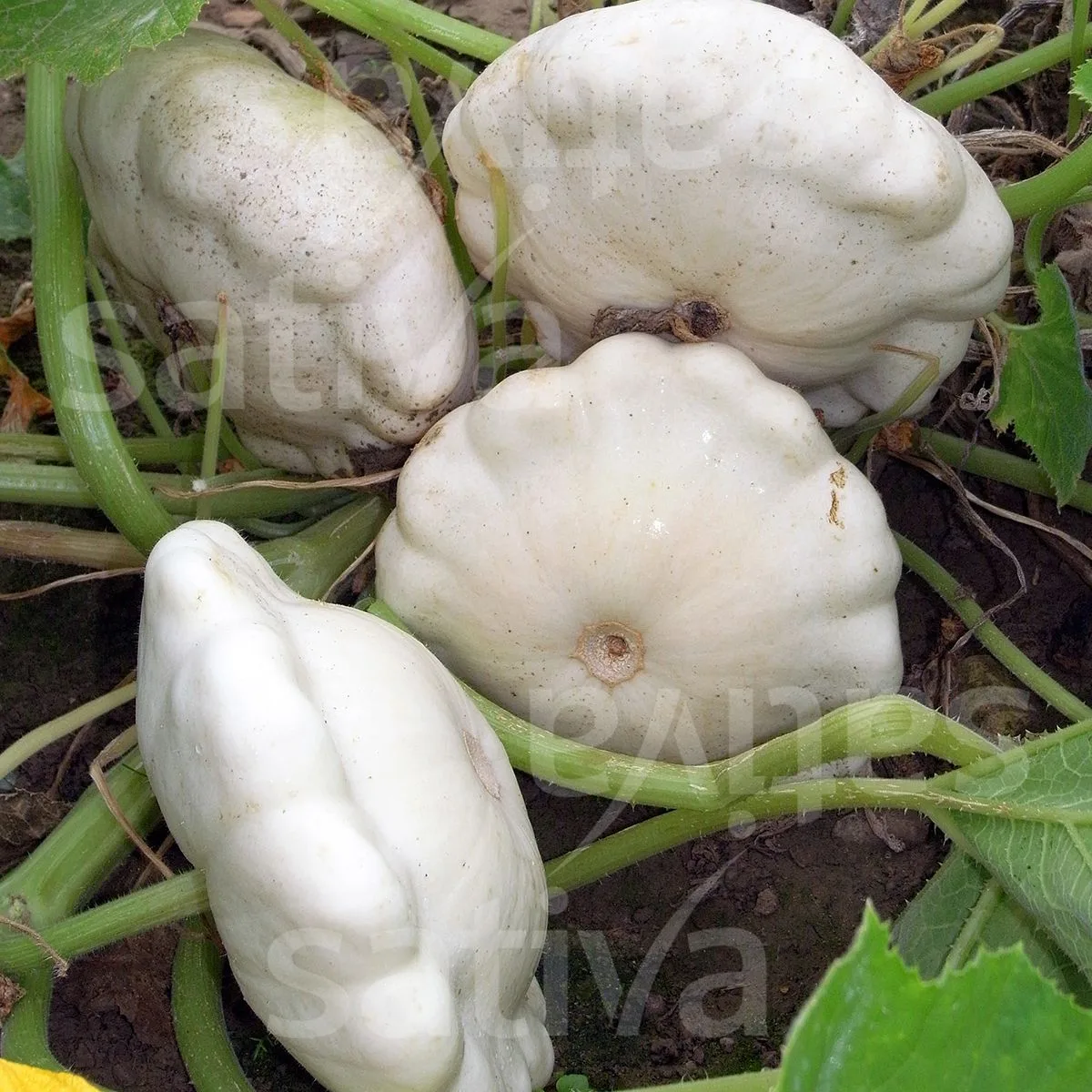 Kürbis Pátisson Blanc