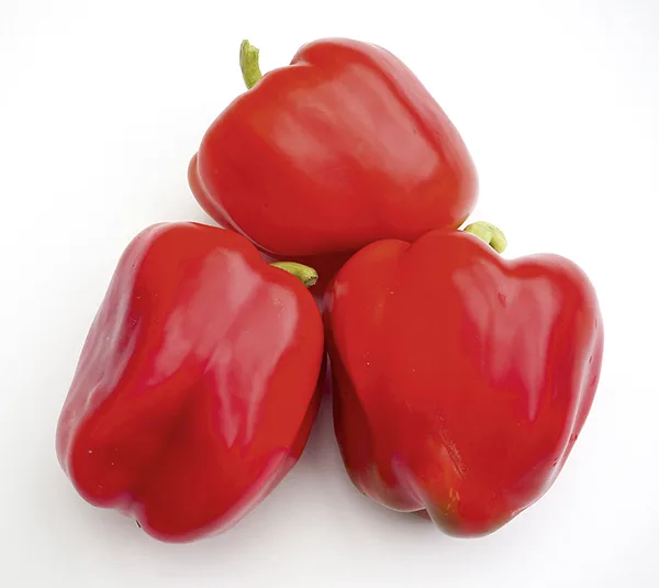 Paprika Bendigo F1